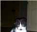 Шотландский вислоухий котенок 3667663 Скоттиш фолд фото в Орле