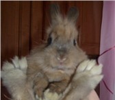 Foto в Домашние животные Грызуны продам Кролика-Белку,  мальчик 4.5 месяца, в Иваново 1 500