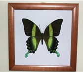 Foto в Мебель и интерьер Другие предметы интерьера Бабочки в рамке купить, засушенные бабочки в Москве 800