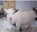Изображение в Домашние животные Другие животные продам козочку и козлика 7 месячные (01.05.15) в Казани 5 000
