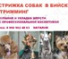 Изображение в Домашние животные Стрижка собак Cтрижка собак в Бийске, тримминг, купание в Москве 0