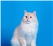 Фото в Домашние животные Вязка Невский маскарадный кот ждет невест титул в Москве 5 000