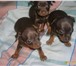 Продаются щенки той-терьера, мальчики 1, 5 месяца, маленькие, Цена 7-10 тыс, okras shokoladno podpal 68437  фото в Омске