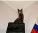 Фото в Домашние животные Услуги для животных Кот Русской голубой породы с хорошей родословной в Москве 3