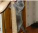 Фото в Домашние животные Вязка Вислоухий красавчик ищет кошку для вязки. в Орле 0