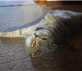 Foto в Домашние животные Вязка симпатичный опытный кот ждет в гости к себе в Воронеже 1 000