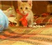 Фотография в Домашние животные Отдам даром Уважаемые друзья, маленьким котятам срочно в Москве 0