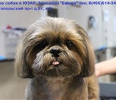 Foto в Домашние животные Стрижка собак Профессиональные груминг услуги (стрижка в Москве 1 500