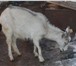 Фото в Домашние животные Другие животные продам молодую козу с козлёнком . в Ижевске 8 000