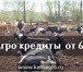 Изображение в Домашние животные Другие животные В продаже КРС молочных пород, черно пестрая в Москве 169