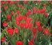 Фото в Домашние животные Растения "Тюльпаны оптом к 8 марта. Оптовые и мелкооптовые в Коломне 0