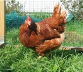 Фотография в Домашние животные Птички Крупные красные яйца каждый день до 320 шт в Воронеже 180