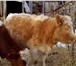 Изображение в Домашние животные Другие животные Продам телку 9 месяцев.От высоко удойной в Горно-Алтайске 15 000