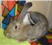Фотография в Домашние животные Другие животные Продам кроликов породы бельгийский великан в Оренбурге 1 800