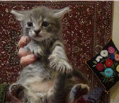 Фото в Домашние животные Отдам даром Отдам в хорошие руки котят пушистых полосатых в Краснодаре 10