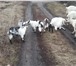 Фотография в Домашние животные Другие животные 3 породы коз Зааненская.Альпийская.Чешская.Козлята в Липецке 1 000