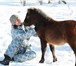 Изображение в Домашние животные Другие животные продается очаровательная кобылка шетлендский в Уфе 70 000