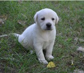 Палевые щенки лабрадоры 1905624 Лабрадор-ретривер фото в Краснодаре