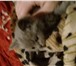 Фотография в Домашние животные Вязка Привозите кошечку на вязку с нашим котом.Кот в Москве 2 000