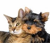 Изображение в Домашние животные Стрижка собак Стрижка собак (400 руб) и кошек (500 руб.), в Иркутске 400