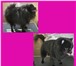Изображение в Домашние животные Стрижка собак Предлагаю услуги по стрижке домашних животных. в Воронеже 1 000
