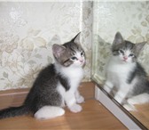 Отдам котят 3751431 Абиссинская фото в Санкт-Петербурге