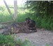 Фотография в Домашние животные Вязка собак Кобель,окрас тигровый 4 года, с родовой.Ищу в Дзержинский 0