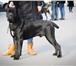 Фотография в Домашние животные Вязка собак Предлагается для вязки шикарный кобель Итальянского в Москве 1
