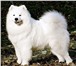 Предлагаем очаровательных щенков породы САМОЕД(средняя собака) от титулованных производителей(с кра 67685  фото в Ногинск