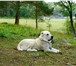 Фотография в Домашние животные Вязка собак Предлагаю кобеля алабая чистый туркмен для в Москве 0