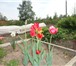 Фото в Недвижимость Сады Продам дачу в садоводстве Галичный 5,2 км. в Комсомольск-на-Амуре 280 000