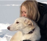 Изображение в Домашние животные Отдам даром Шикарный молодой щенок-подросток,  возраст в Новосибирске 10