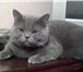 Изображение в Домашние животные Вязка Британский кот Байт ждет на вязку кошечек. в Пензе 1 000