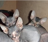 Котятки донского сфинксика 190942  фото в Нижнем Тагиле