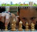 Фото в Образование Преподаватели, учителя и воспитатели Обучение шахматам и шашкам в Зеленограде в Зеленоград 800