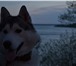 Изображение в Домашние животные Вязка собак Веселый, активный, добрый, красивый, умный в Томске 0