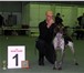 Фотография в Домашние животные Услуги для животных Профессиональная дрессировка собак по курсам в Ярославле 200