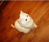 Отдам в добрые руки котенка, Около 6 месяцев, окрас белый, с небольшим серым пятнышком между ушей 68830  фото в Саратове