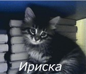 Фото в Домашние животные Отдам даром отдам в хорошие руки котят ( девочки) Ириска в Перми 0