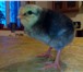 Фотография в Домашние животные Птички Продаются суточные цыплята пород: доминант в Москве 100