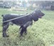 Фото в Домашние животные Вязка собак Парень 2 года ищет даму для вязки.Рослый,чистокровный.Дополнительная в Новосибирске 0