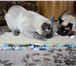 Foto в Домашние животные Товары для животных Хочу порадовать кошек города Тверь и обл. в Твери 300