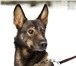 Метис лайки Бриджит - умная достойная собака в дар! Домашняя, здоровая, ухоженная собака,  Охоту 65960  фото в Москве