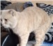 Фотография в Домашние животные Вязка Опытный котик шотландский вислоухий. Окрас в Екатеринбурге 1 400
