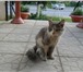 Котик ищет хозяев 2041355 Домашняя кошка фото в Дзержинске