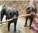 Foto в Домашние животные Вязка собак Черный лабрадор,красавец, 3,5 года ,с родословной в Магнитогорске 0