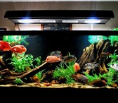 Изображение в Домашние животные Рыбки Аквариумы в Сочи на заказ. Любые цвета и в Сочи 500
