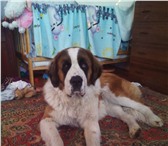 Foto в Домашние животные Вязка собак Кобель, 84 см в холке, привит, вет паспорт. в Красноярске 10 000