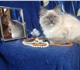 Алиментарные котята породы Рэгдолл: 
две