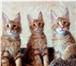 Предлагаются шикарные котята породы Мейнкун 5009057 Мейн-кун фото в Санкт-Петербурге